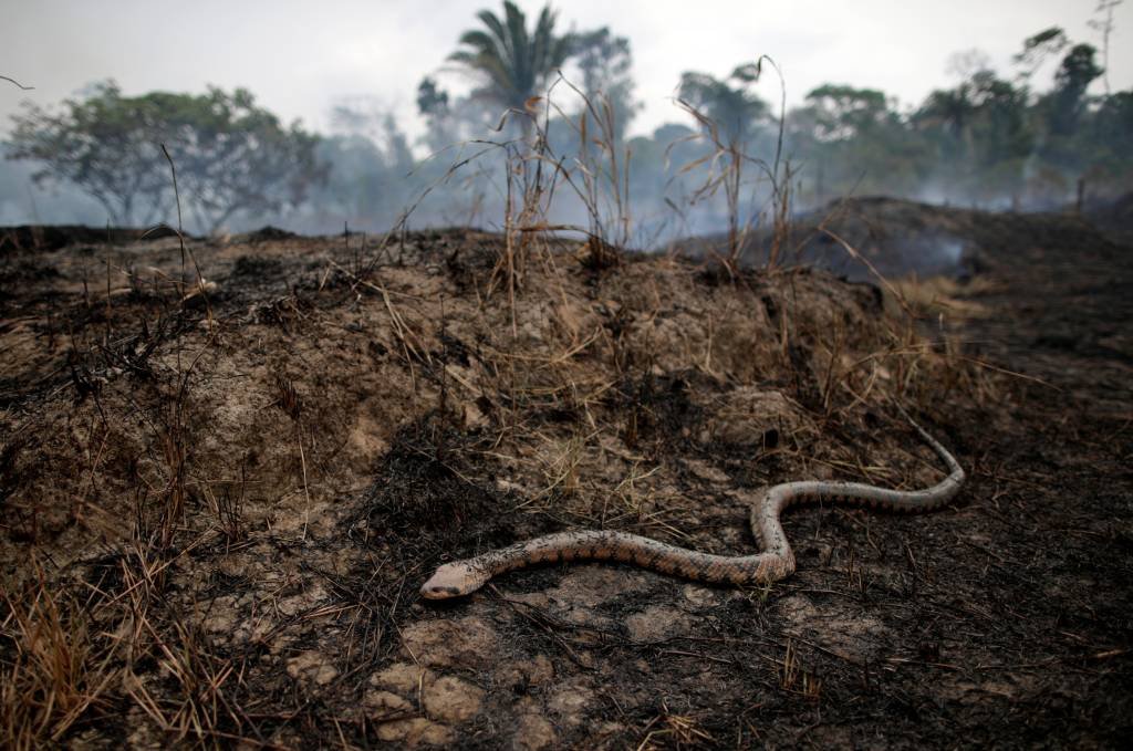 Em meio a queimadas na Amazônia, Bolsonaro enfraquece papel do Ibama