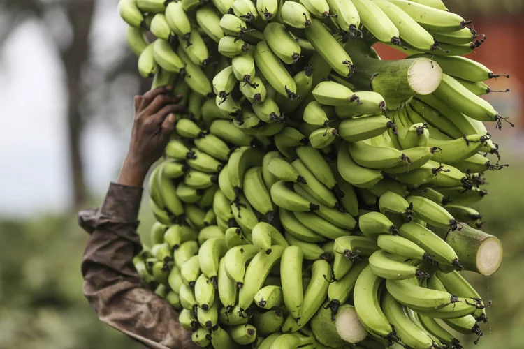 Plantações: incerteza sobre a disponibilidade de alimentos pode desencadear uma onda de restrições à exportação, criando uma escassez no mercado global (Dhiraj Singh/Bloomberg)