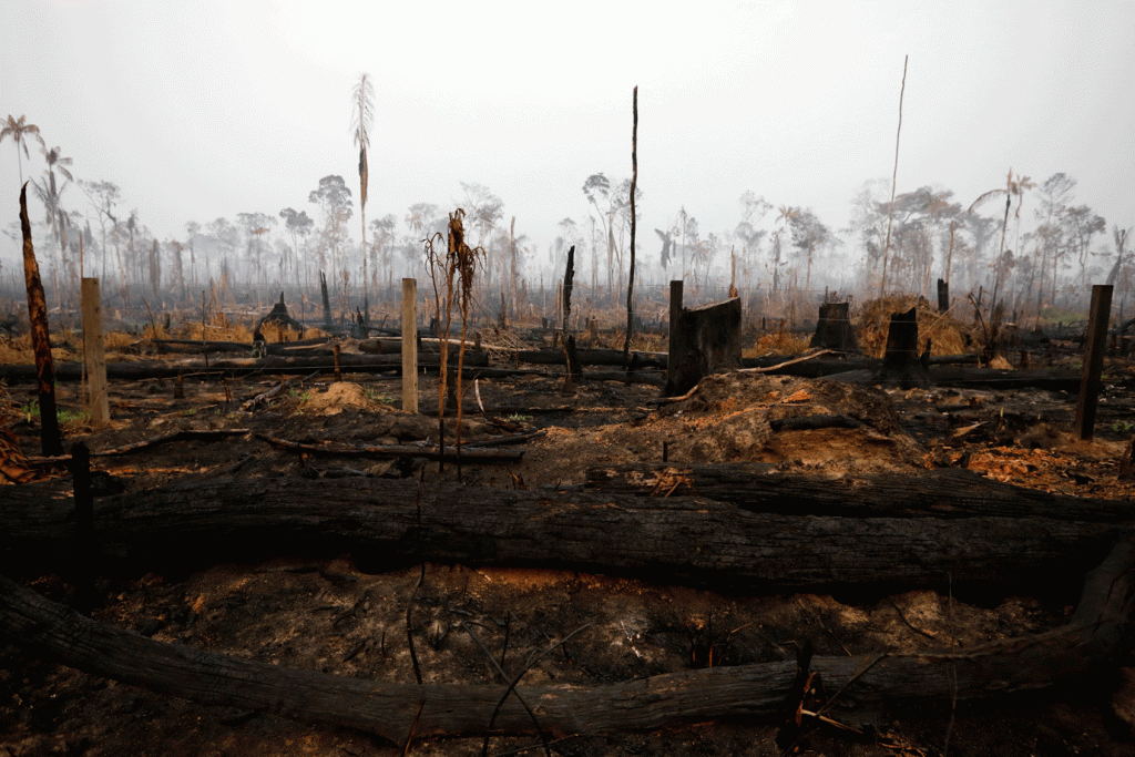 Amazônia: queimadas começaram a diminuir na Amazônia, em parte por causa das ações das Forças Armadas, após a decretação da Garantia da Lei e da Ordem (GLO), que começou a atuar em 24 de agosto (Reuters/Bruno Kelly)
