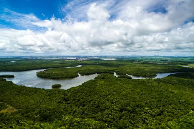 FLORESTA AMAZÔNICA: a confiança no papel dos líderes empresariais é maior (68%) que nos governos (58%) e na imprensa (58%). A maioria dos entrevistados acreditam que os CEOs têm condições de exercer um impacto significativo para gerar mudança positiva sobre problemas globais / iStock/Thinkstock