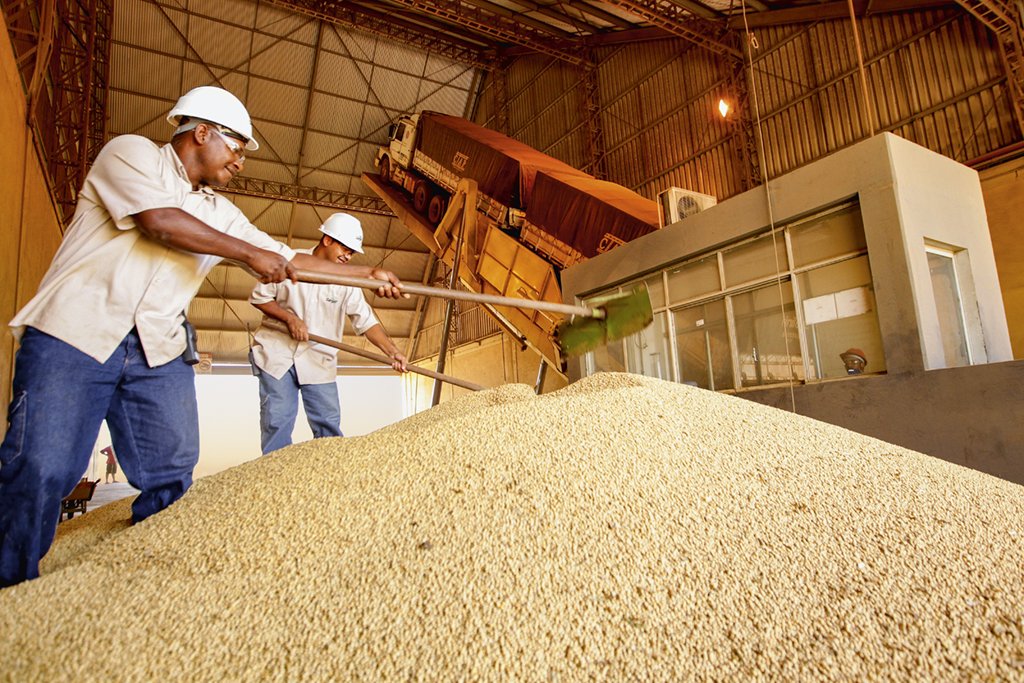 Beneficiamento de soja na fábrica da americana Cargill: a receita da empresa cresceu 28% em 2018   (Cristiano Mariz/Exame)