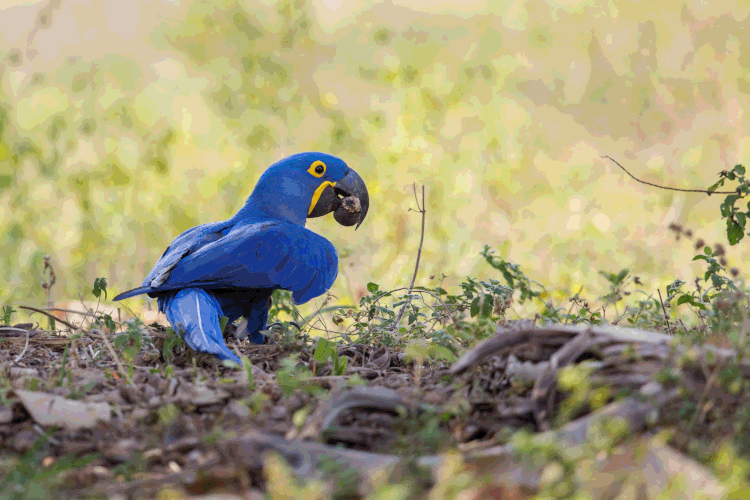 Aves: 60% dessas perdas estão relacionadas ao desmatamento e à degradação drástica do habitat das populações de animais (aaprophoto/Getty Images)