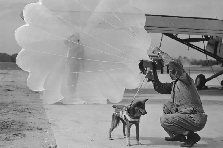 Cachorro paraquedista: durante a Segunda Guerra Mundial, cães ajudaram as forças aliadas na vitória contra os nazistas (Bettmann / Contributor/Getty Images)