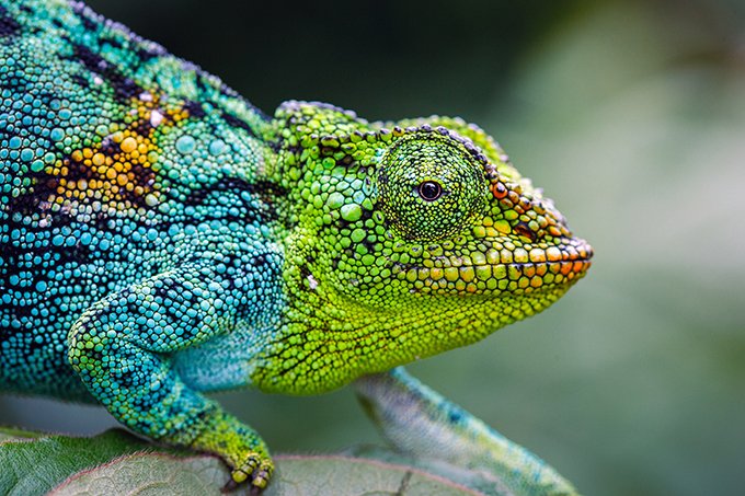 Cientistas desenvolvem "pele de camaleão" artificial