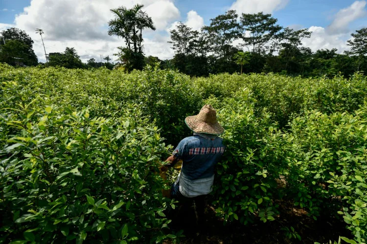 Um camponês caminha em campo de coca, em Vallenato, área rural do municipio de Tumaco, departamento de Nariño, na Colômbia, em 10 de novembre de 2018. (Agence France-Presse/AFP)