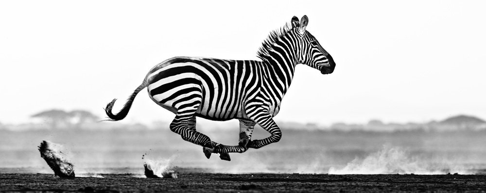 Por que as zebras não têm burnout?
