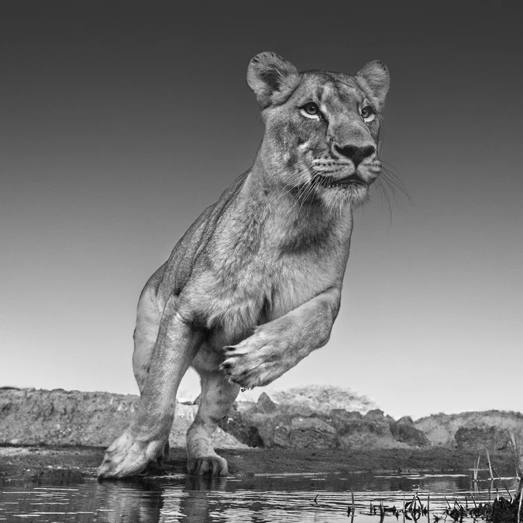 David Yarrow: fotografia de animais sob uma ótica inédita (David Yarrow/Divulgação)