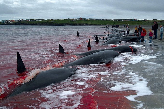 Fake: vídeo de caça às baleias que Bolsonaro postou não é da Noruega