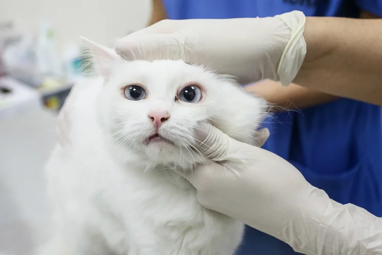 Veterinários: projeto que poder permitir dedução de gastos veterinários do Imposto de Renda teve rejeição recomendada (Alexander Shcherbak/Getty Images)