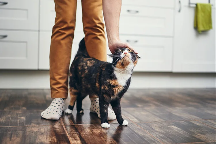 Gato (Jaromir Chalabala / EyeEm/Getty Images)