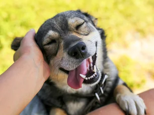 Imagem referente à matéria: Essas 10 comidas são tóxicas para cachorros; entenda o motivo