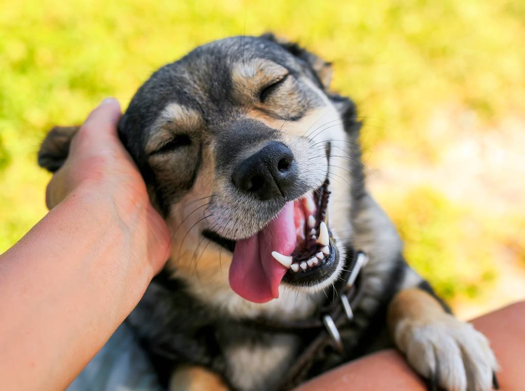 Essas 10 comidas são tóxicas para cachorros; entenda o motivo | Exame