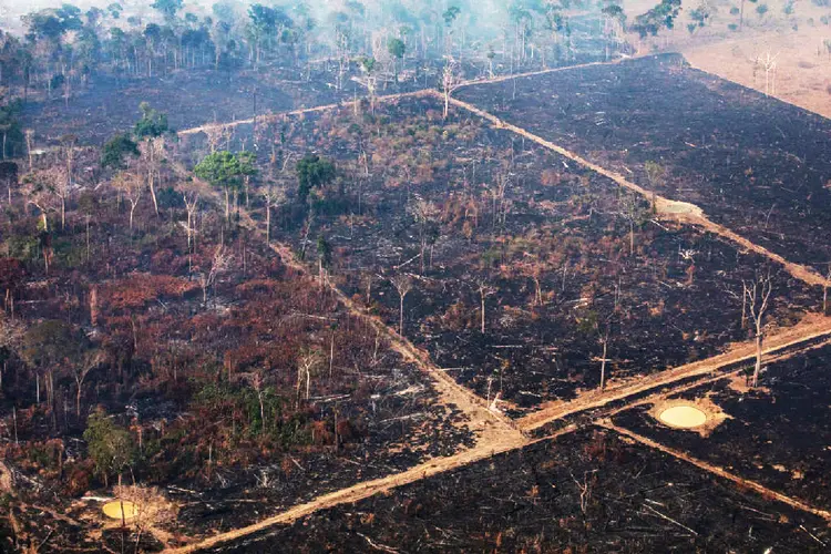 Amazônia: Congresso e Senado querem fundo de 1 bilhão de reais da Lava Jato seja destinado à Amazônia (Victor Moriyama/Getty Images)