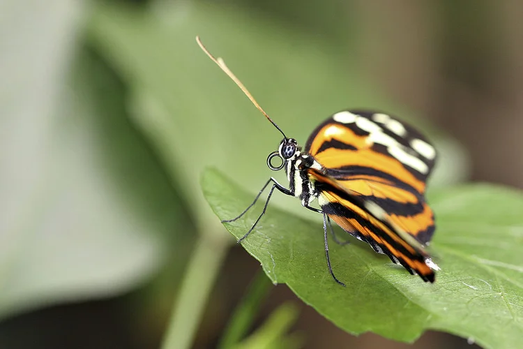 Borboleta: Cada escama é como uma impressão digital, por ter relevos únicos, diferentes entre si e de tamanho nano (BSIP/Getty Images)