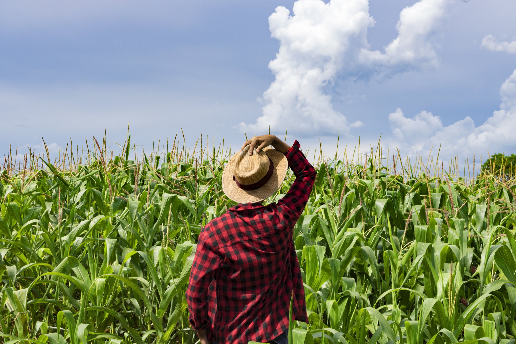 Quais as diferenças entre sítio, chácara, fazenda e rancho?