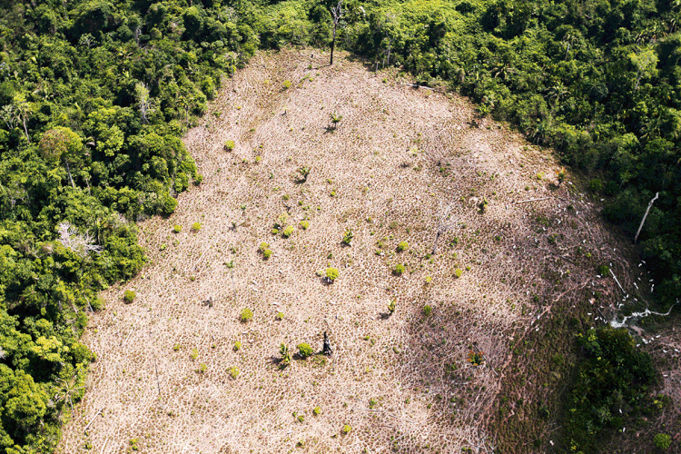 Amazônia: os Estados querem que o Banco da Amazônia passe a ser o gestor financeiro do Fundo (Ricardo Lima/Getty Images)