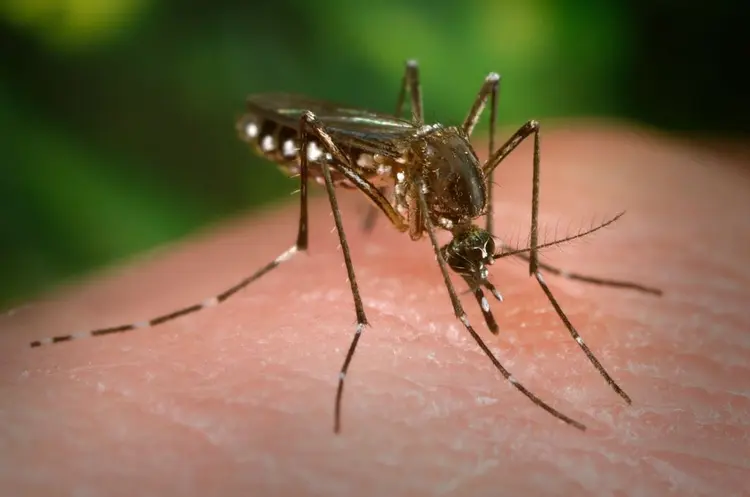 Dengue: doença é transmitida pelo mosquito Aedes Aegypti (Smith Collection/Getty Images)