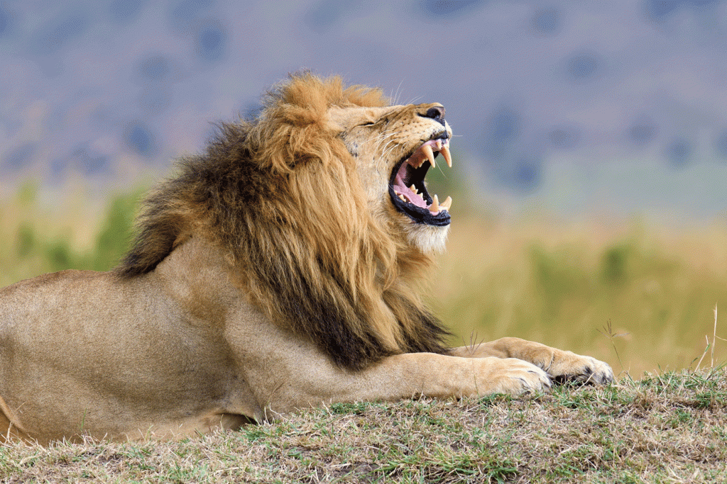 Leão: animal atacou homem em savana (Byrdyak/Getty Images)