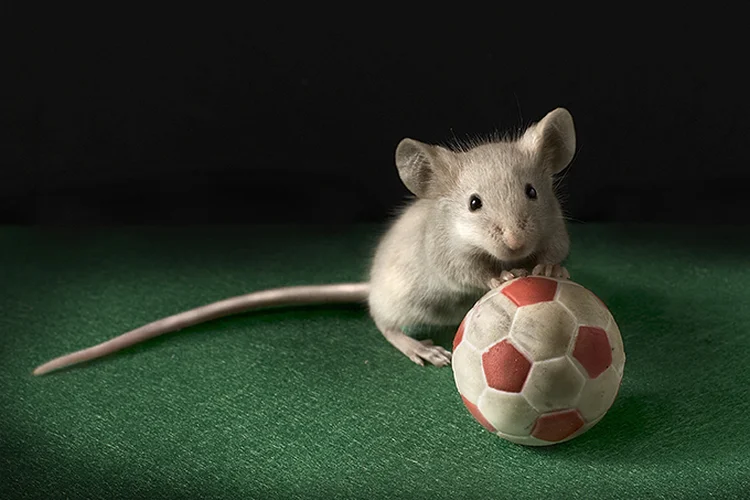 Memória: animais que praticam exercício físico apresentam melhor memória e equilíbrio (Getty Images/Reprodução)