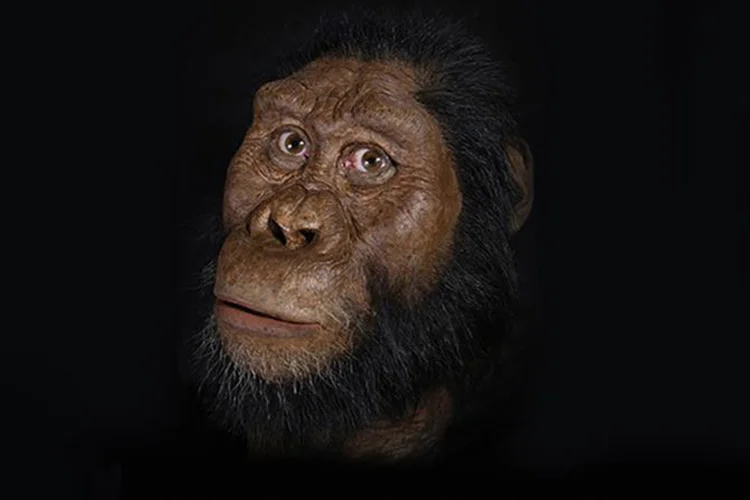 Evolução: cientistas descobrem crânio de hominídeo da espécie Australopithecus anamensis (Museu de História Nacional de Cleveland/Reprodução)