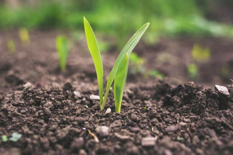 Um dos principais riscos para um projeto socioambiental é focar no problema errado (Roman Synkevych/Divulgação)