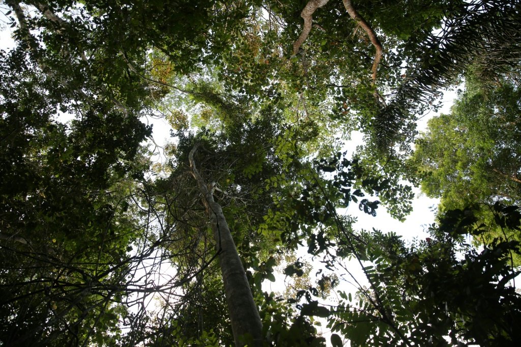 Floresta Amazônica da Guiana, em Matoury