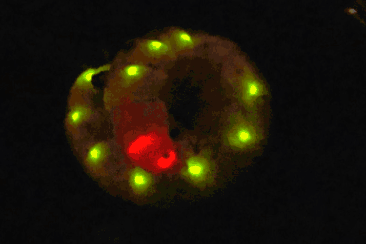 Phrixothrix hirtus: larva do besouro também é conhecida como larva-trenzinho (Scientific Reports/Divulgação)