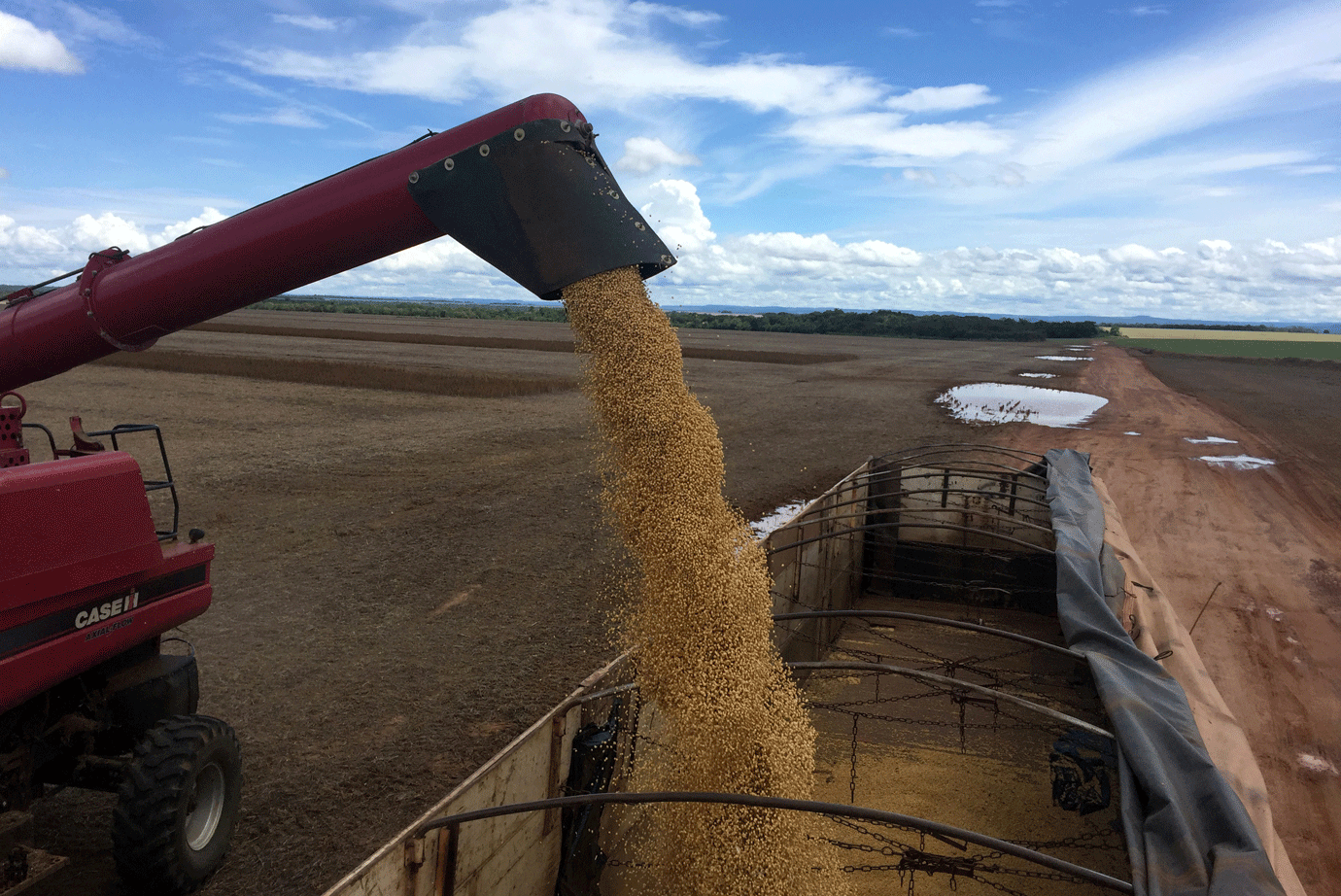 Bunge fecha acordo para comprar 30% da gaúcha Agrofel