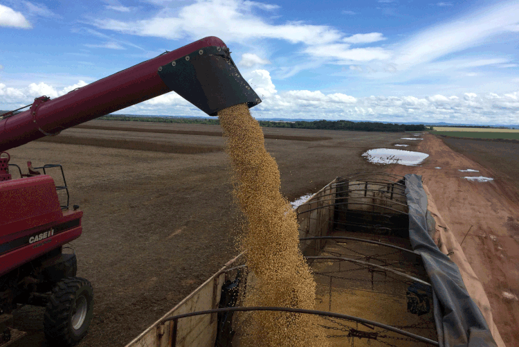 Agronegócio: gigante do setor, Bunge fechou acordo para compra de parte de gaúcha (Roberto Samora/Reuters)