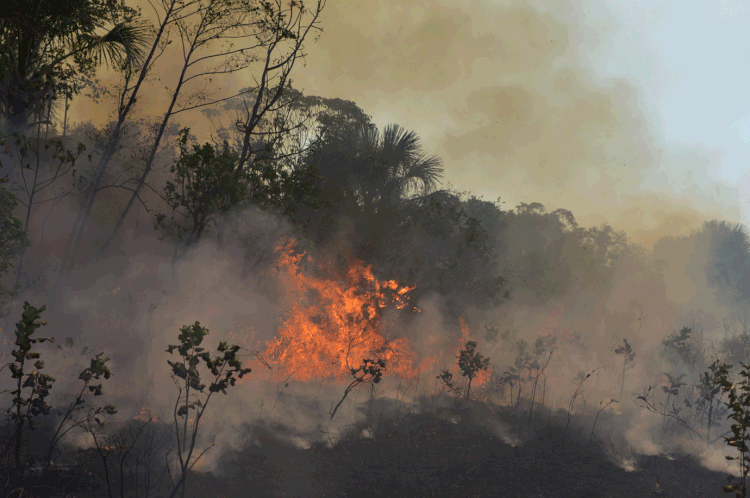 Amazônia: floresta sofre com incêndios há semanas e é alvo de repercussão internacional (Lucas Landau/Reuters)