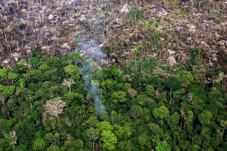 Amazônia: desmatamento fez com que alguns países, como Alemanha e Arábia Saudita, questionassem de onde vem a carne que estão comprando (Victor Moriyama/Getty Images)