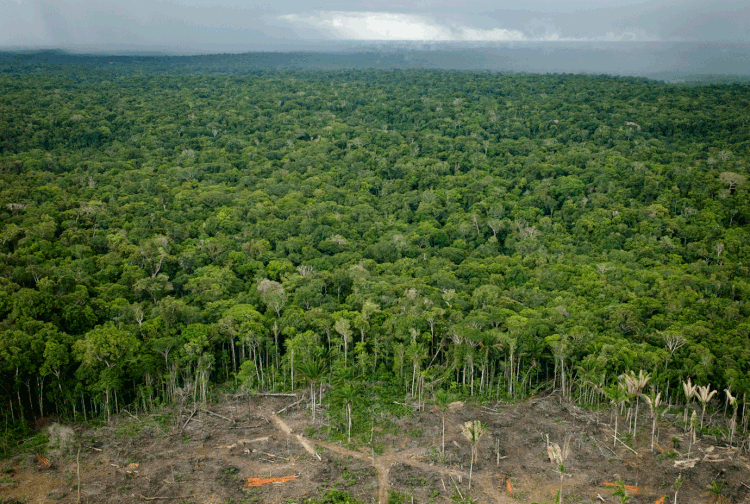 Amazônia: floresta esteva no foco do debate mundial sobre o meio ambiente com o aumento do número de queimadas e desmatamentos (Per-Anders Pettersson/Getty Images)