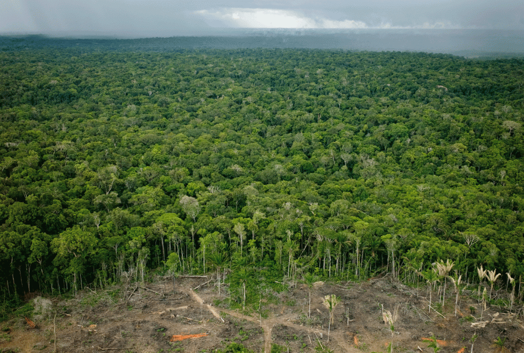 Brasil registra maior índice de desmatamento na Amazônia em 12 anos