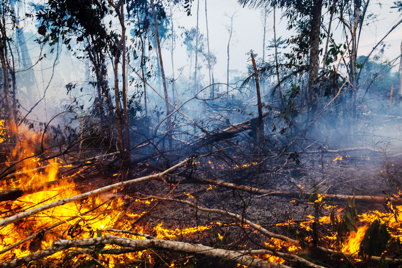 Exército prende 63 pessoas em um mês por queimadas na Amazônia