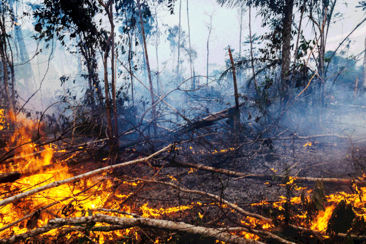 Amazônia: floresta teve menor índice de queimadas para o mês de outubro desde 1998 (Gustavo Basso/Getty Images)
