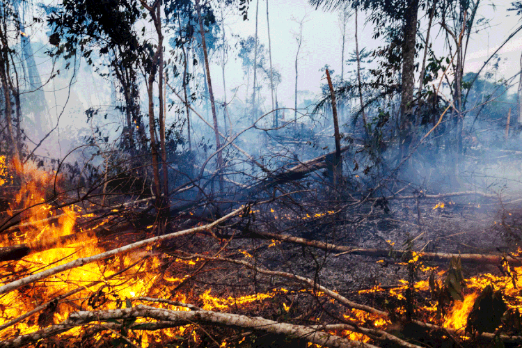 Desmatamento: documento pede um acordo sobre as regras para os mercados globais de carbono. (Gustavo Basso/Getty Images)