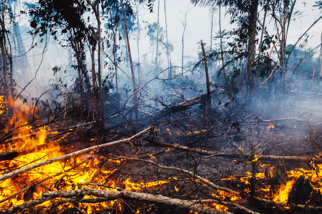 Amazônia: no Brasil, foram registrados 30.901 focos de incêndio em agosto (Gustavo Basso/Getty Images)