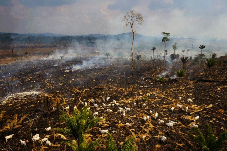 Amazônia: política ambiental do Brasil tem feito empresas estrangeiras suspenderem compras de produtos (NurPhoto / Colaborador/Getty Images)