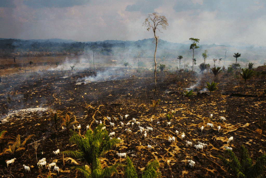 Após incêndios na Amazônia, sueca Paradiset suspende compras no Brasil