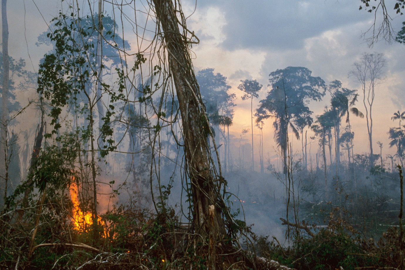 Grupo de 230 investidores internacionais pede "ação urgente" na Amazônia