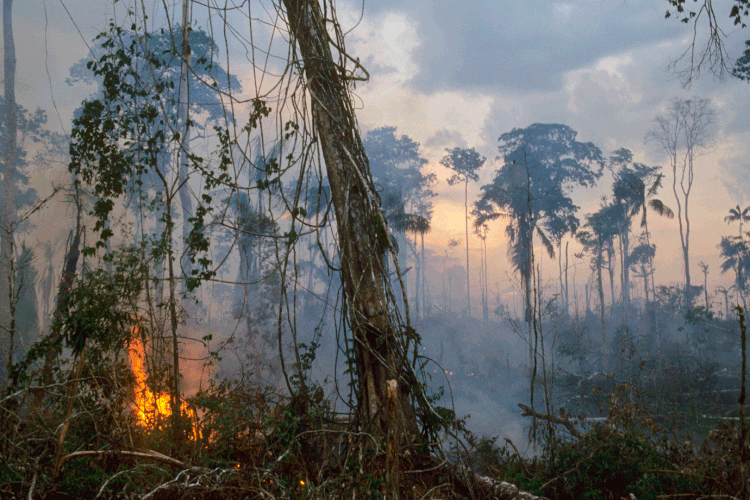 Queimadas na Amazônia: investidores pedem ação urgente (UniversalImagesGroup / Colaborador/Getty Images)