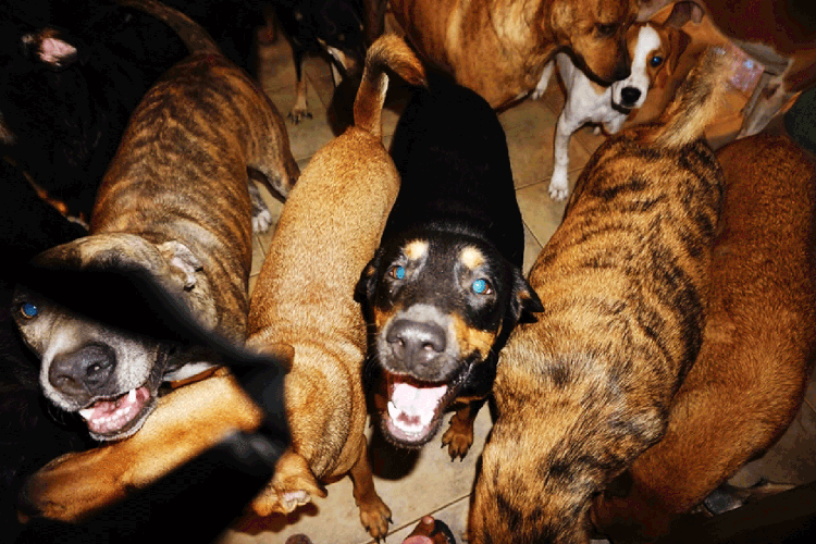 Cães: Chella Phillips está abrigando quase 100 cachorros em sua casa nas Bahamas (Chella Phillips/Facebook/Reprodução)