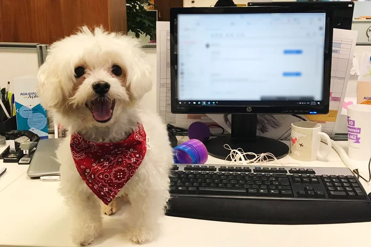 Pet day: na Roche, o cachorro pode trabalhar (Roche/Divulgação)