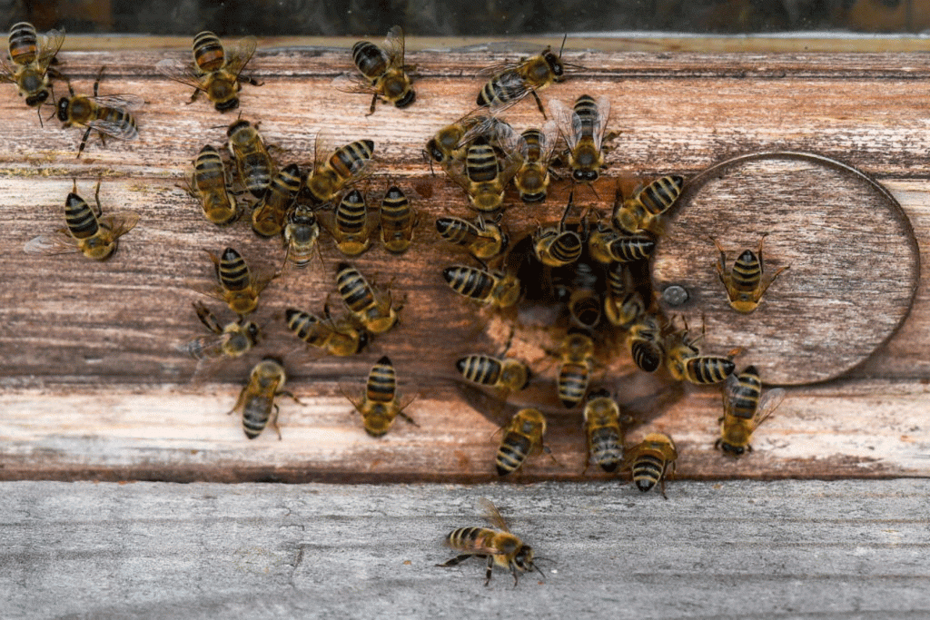 Colmeia de abelhas: introdução de abelhas em propriedades também pode deixar uso de agrotóxicos mais racional (Kirill Kukhmar\TASS/Getty Images)