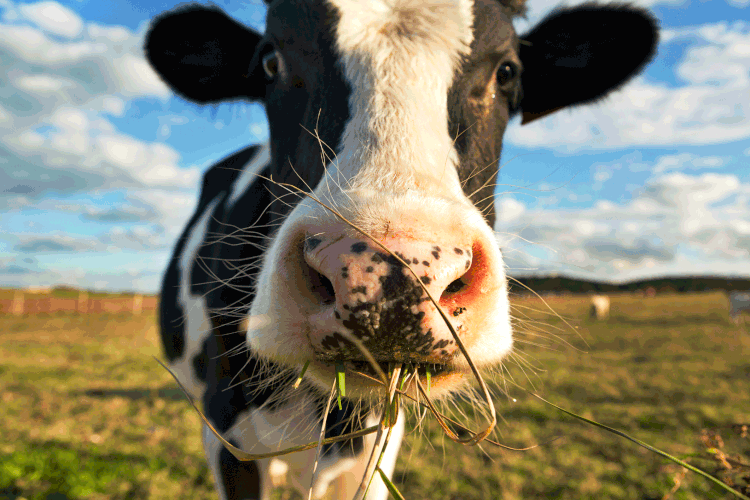 Vacas: segundo dados do Citepa (Centro Técnico de Estudos da Poluição Atmosférica), 14% dos gases de efeito estufa são provenientes dos bovinos (Tony C French/Exame)