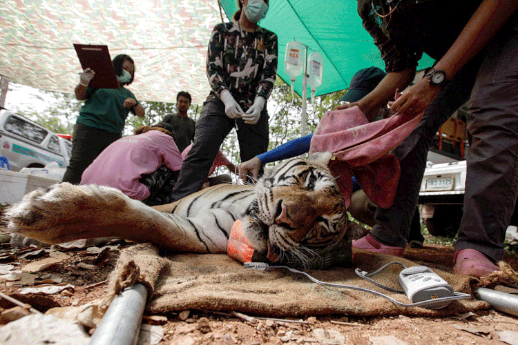 Tigres: veterinários sedam um dos animais durante resgate no templo de Wat Pha Luang Ta Bu, em 2016 (Dario Pignatelli/Getty Images)