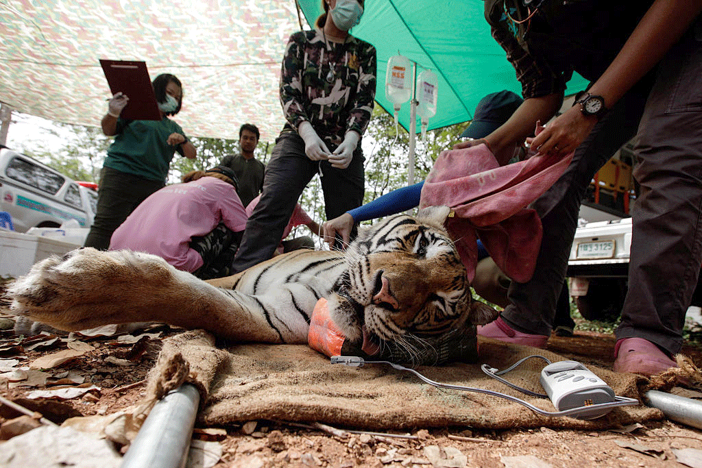 86 tigres resgatados de templo budista turístico na Tailândia morrem