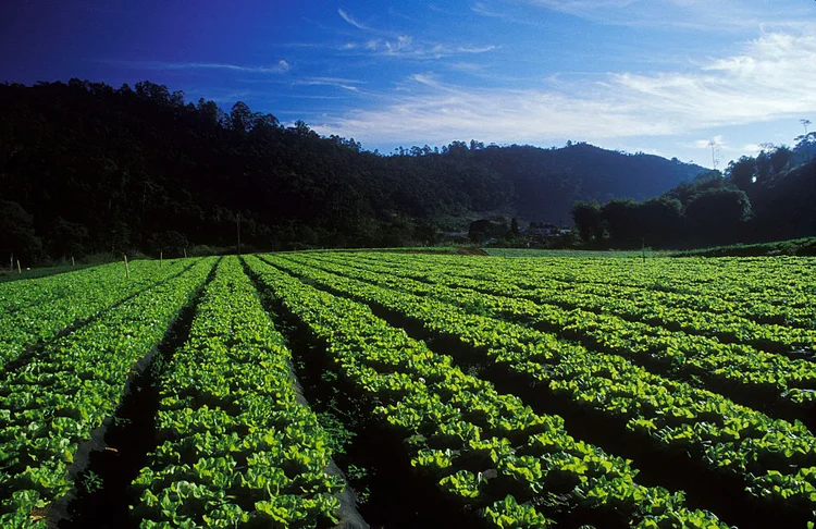 Meio ambiente: "A vegetação nativa não é um impedimento ao desenvolvimento social e econômico", diz pesquisador (Ricardo Funari/Getty Images)