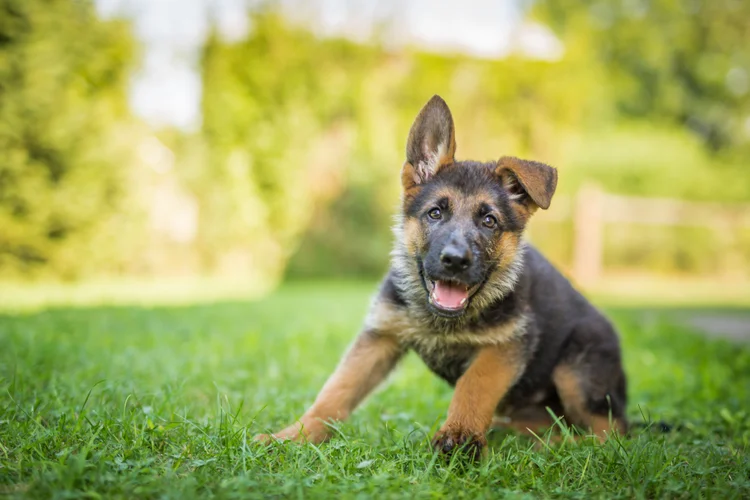 Cachorro: cientistas conseguiram determinar padrões cerebrais diferentes entre cachorros que caçam com base no olfato e os que contam mais com a visão (Llevente bodo/Getty Images)