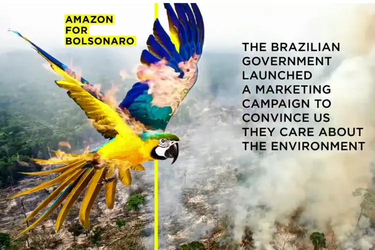 Vídeo do Greenpeace mostra arara em chamas (Twitter/Reprodução)